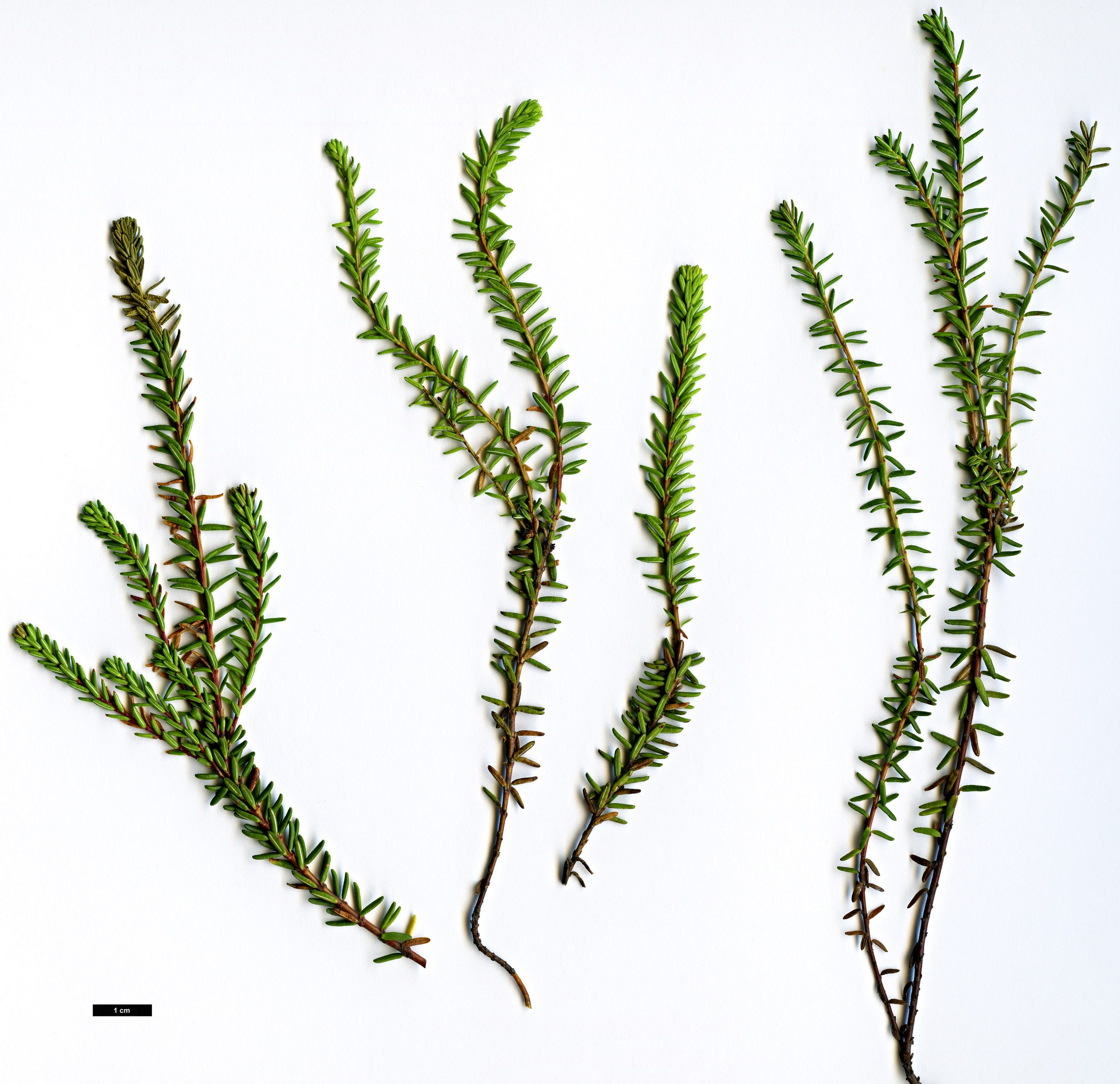 High resolution image: Family: Ericaceae - Genus: Empetrum - Taxon: nigrum - SpeciesSub: subsp. hermaphroditum